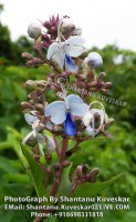 /album/flowers/flower-7-photograph-by-shantanu-kuveskar-jpg/